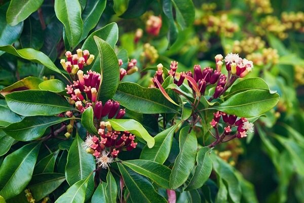 سوپراستار گیاهان دارویی با خواص معجزه‌آسا