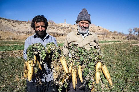 نماینده اردکان: جشنواره زردک فرصتی برای توسعه گردشگری خرانق است