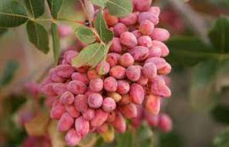 برداشت پسته از باغات انار
