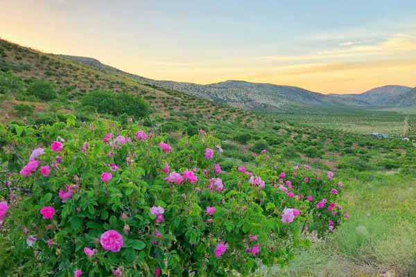 ۳۳ هکتار از اراضی شهرستان راور زیر کشت گل محمدی قرار دارد