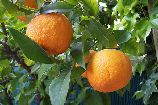 میوه‌ای با هزار خاصیت!