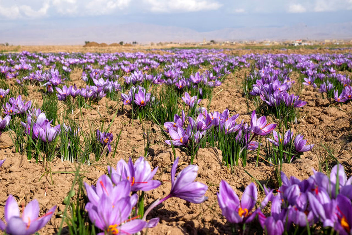 جشنواره زعفران در رفسنجان